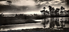 1920s CAIRO EGYPT OSASIS LANDSCAPE PHOTO RPPC POSTCARD P1685 picture