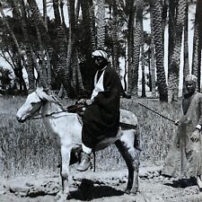 Antique 1909 Rider On An Arabian Horse Saqqara Egypt Stereoview Photo Card P2031 picture